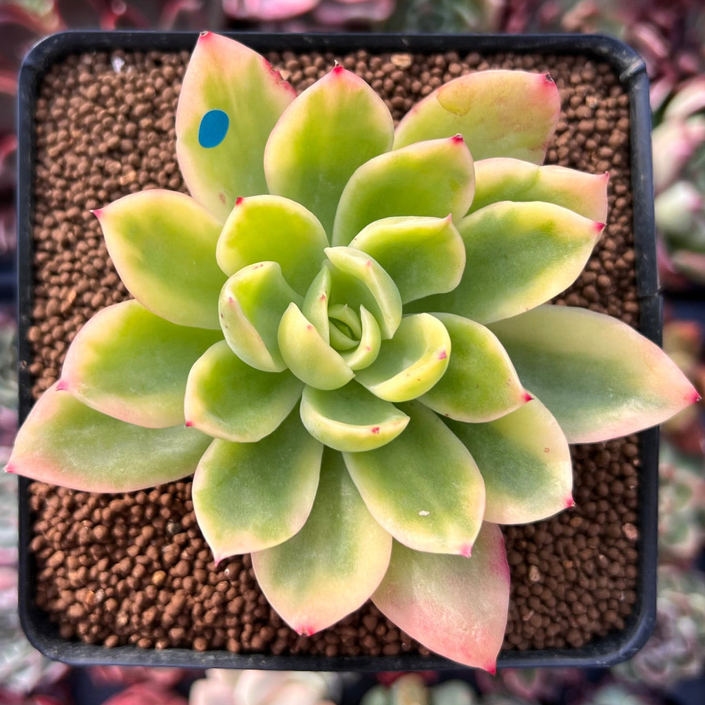 golden glow succulent care Echeveria 'Golden Glow' Variegated 2