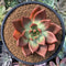 Echeveria Agavoides 'Amestro' 5" Succulent Plant