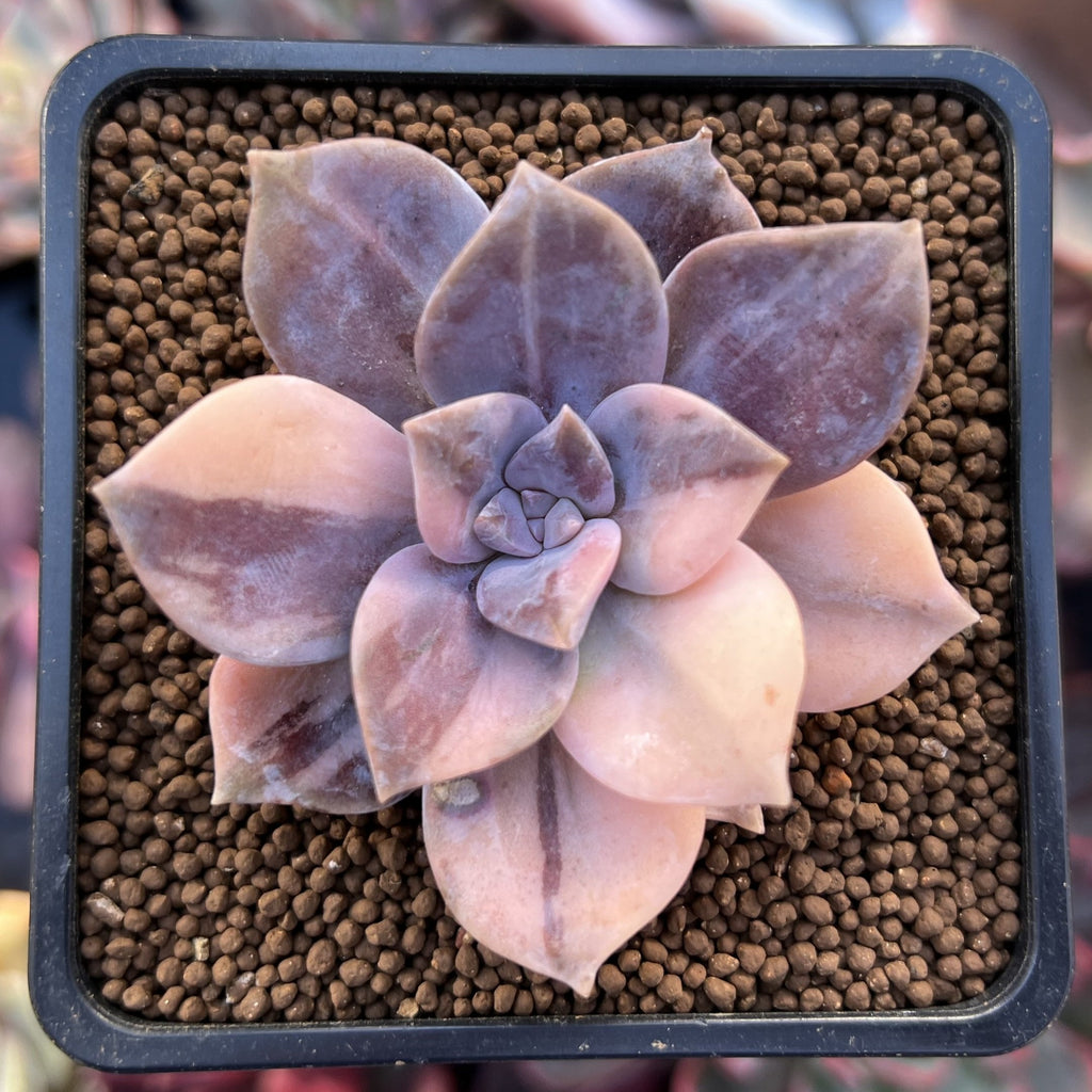 Quetzalcoatlia 'Pentandra Superba' Variegated 2