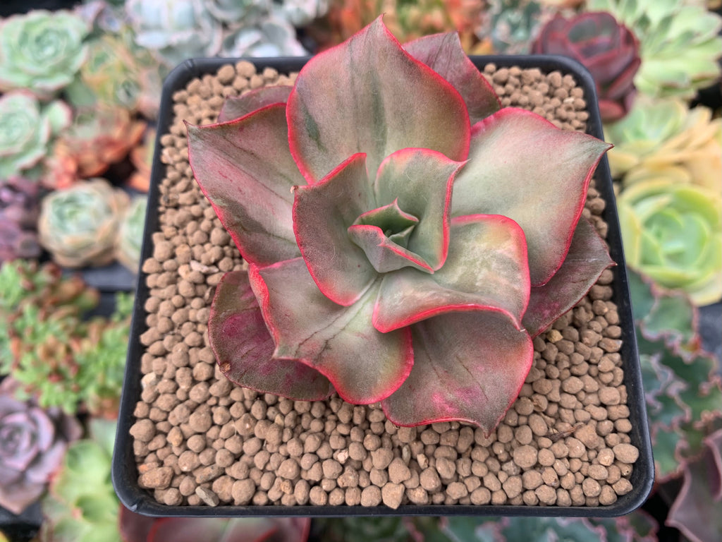 go succulents Echeveria 'Minigosaong' Variegated 2"-3" Succulent Plant – True Succulents  Plant Co