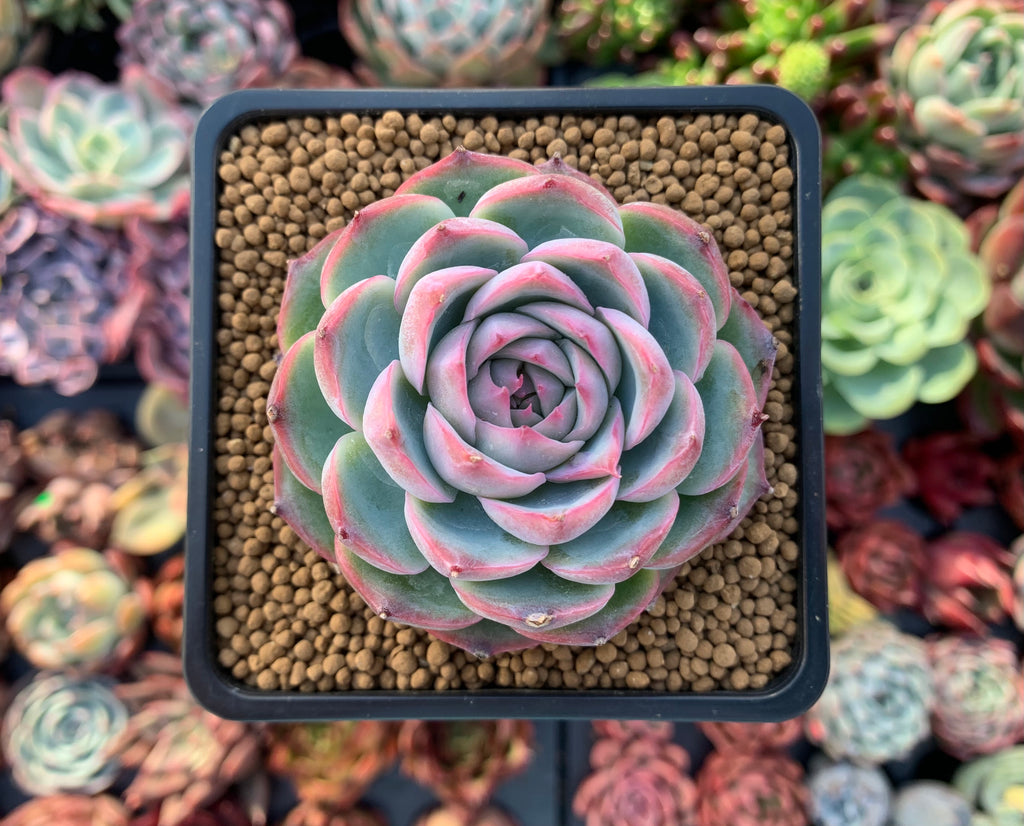 silhouette succulent Echeveria 'Silhouette' 3"-4" Succulent Plant – True Succulents Plant Co