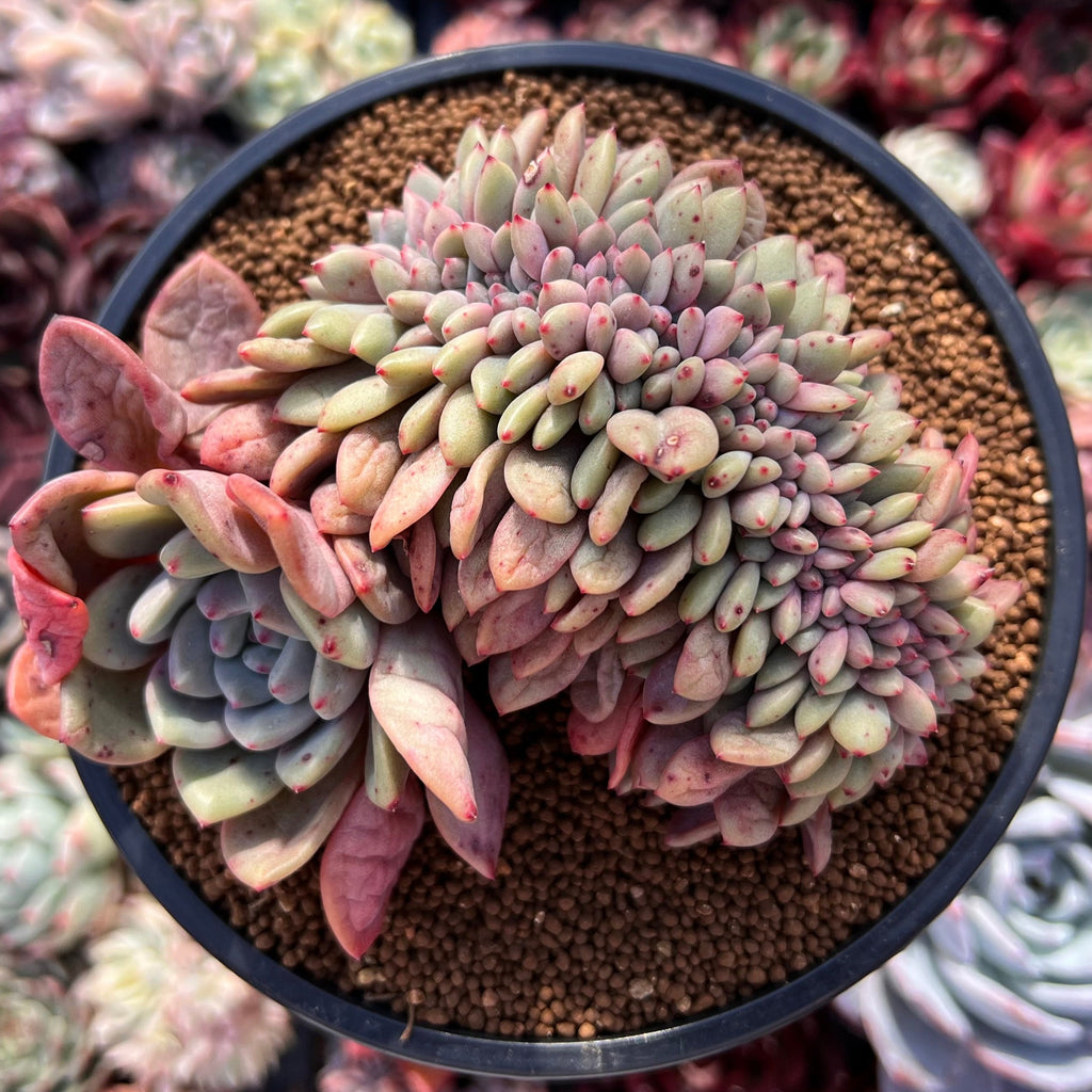 image_75c9c078-3dbe-4404-8419-