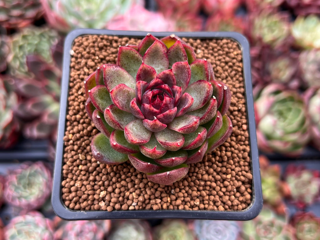 are pink succulents real Echeveria 'Rosa Pink' 1" Succulent Plant – True Succulents Plant Co