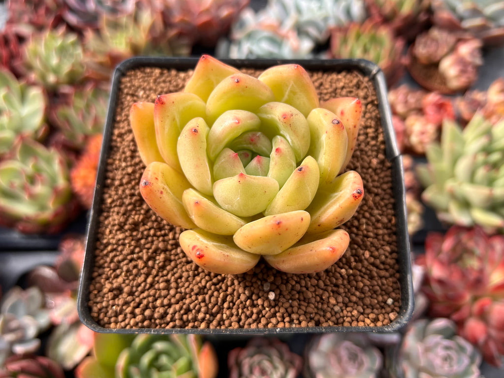 yellow succulent plant Echeveria 'Yellow Champaign' 2"-3" Succulent Plant