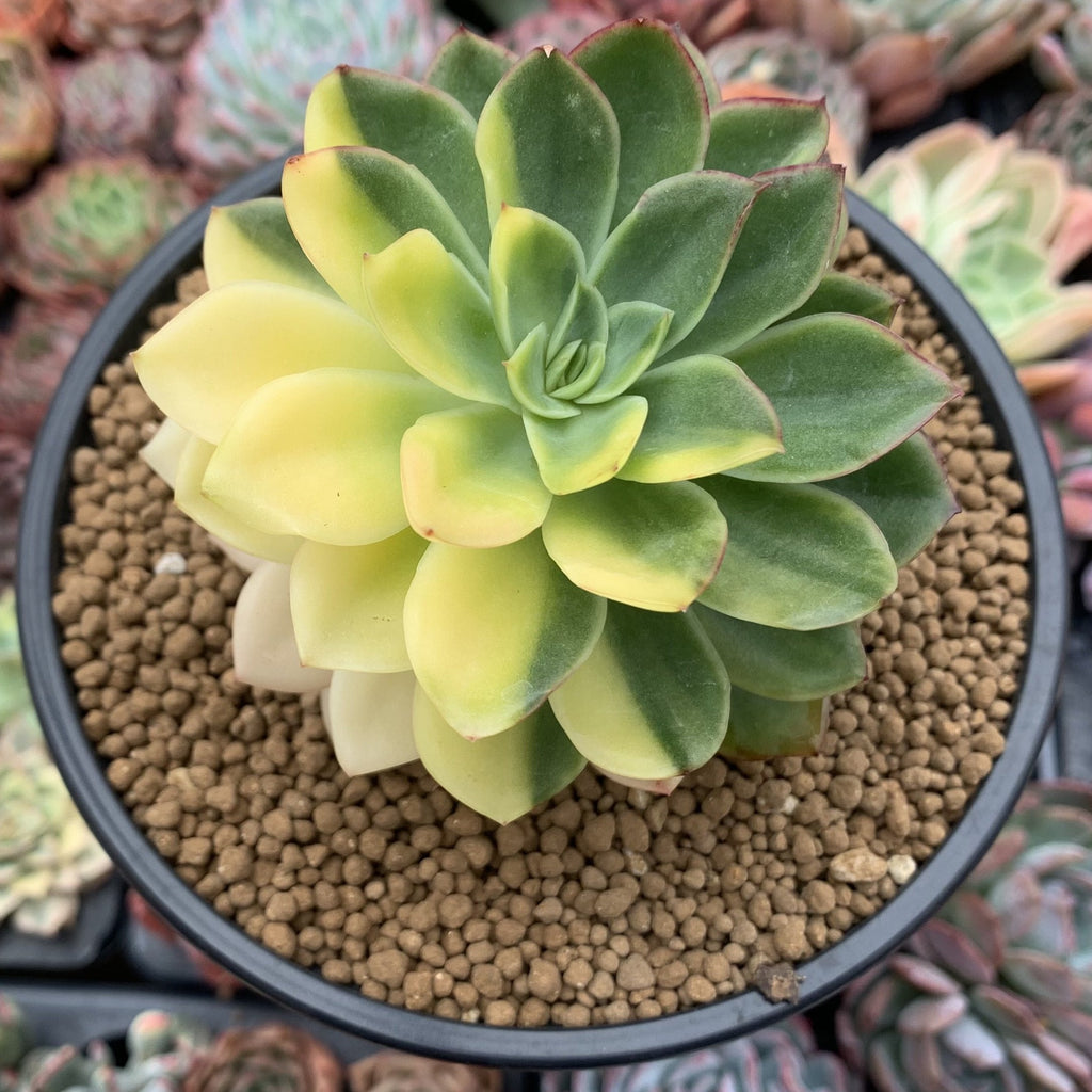 holly jolly succulent Echeveria 'Bob Jolly' Variegated 3"-4" Succulent Plant