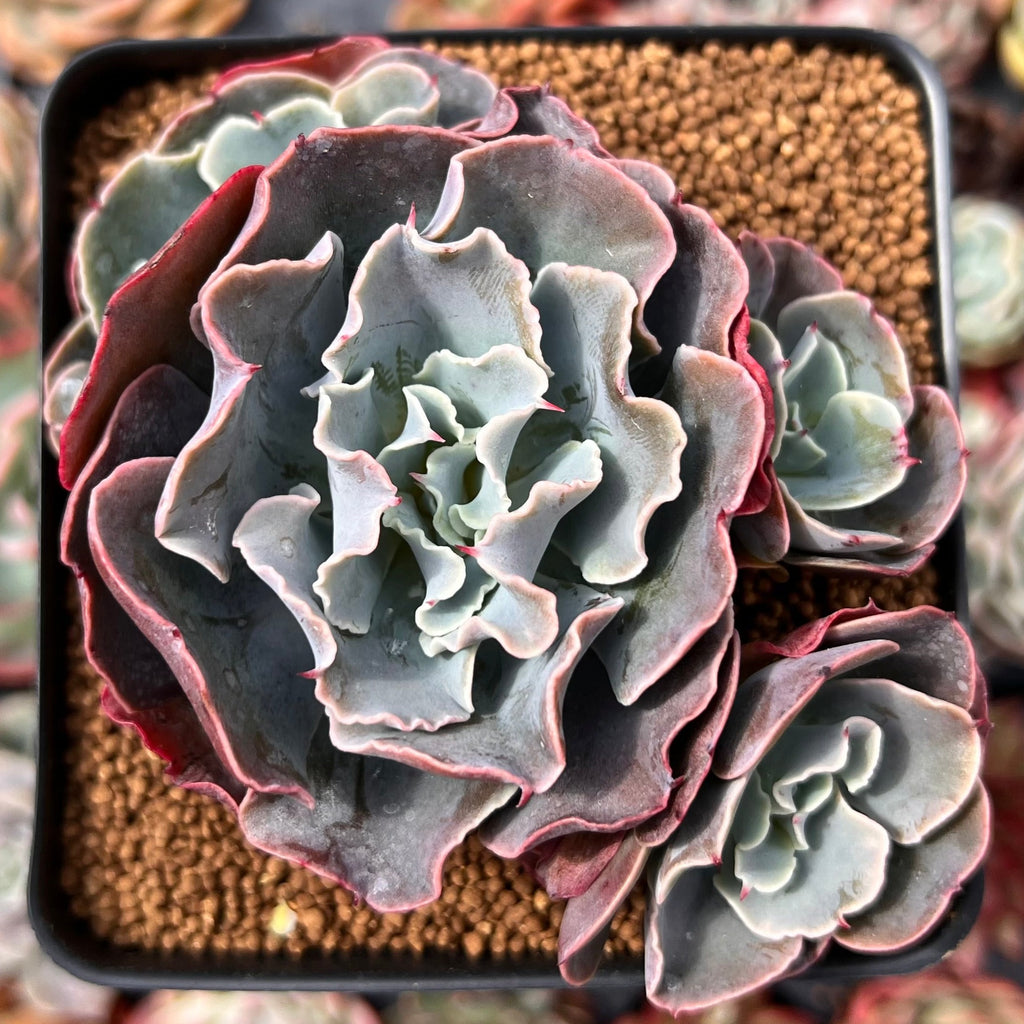 Echeveria 'Camisole' 3