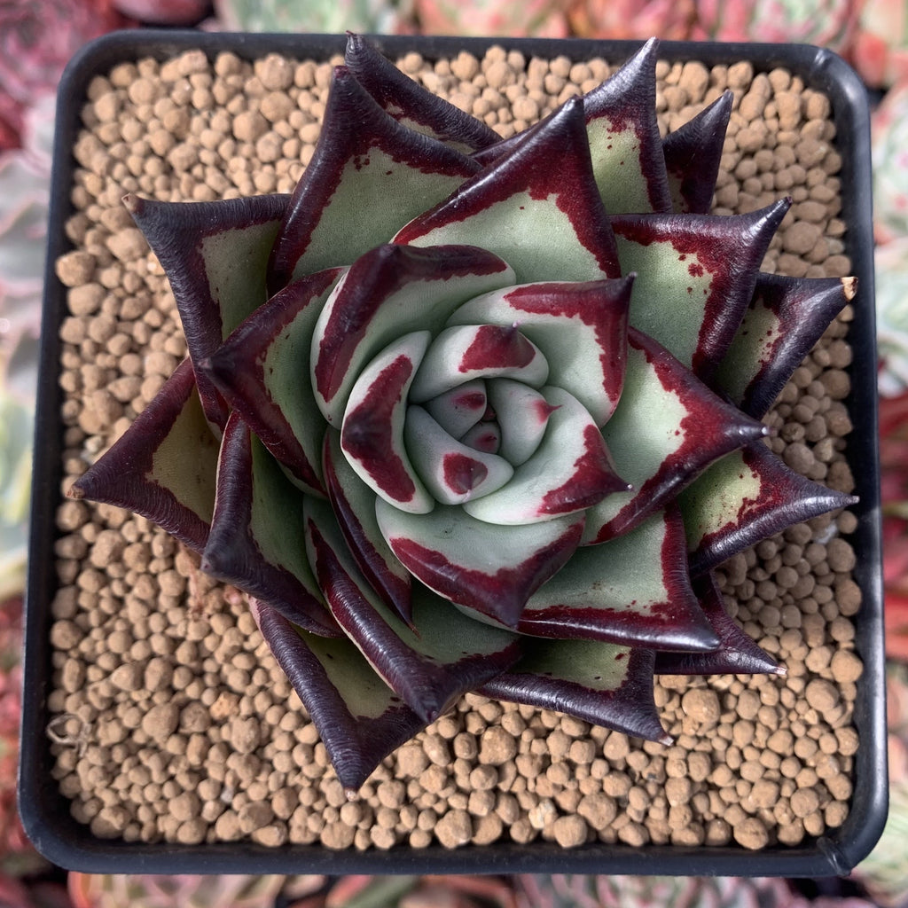 新種　03　Echeveria badiae Echeveria Agavoides 'Ebony' Superclone 3