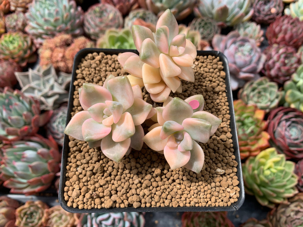 graptoveria titubans succulent Graptoveria 'Titubans' Variegated 3"-4" Succulent Plant