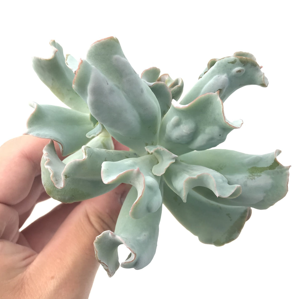 echeveria culibra succulent Echeveria 'Culibra' 3" Succulent Plant