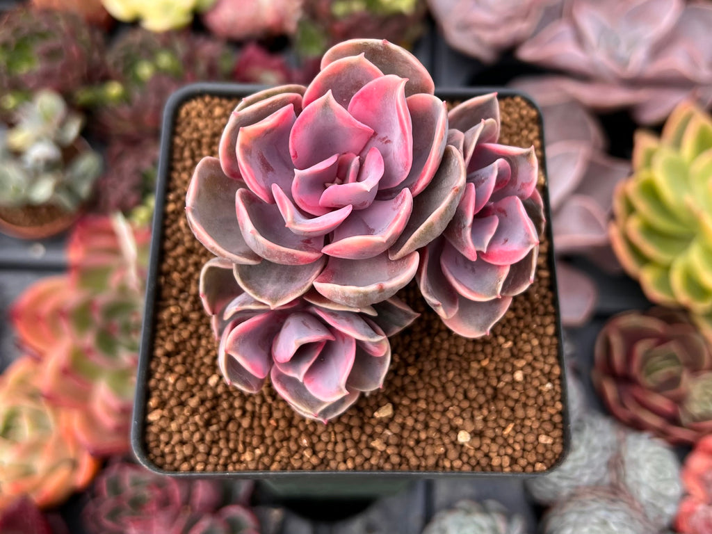 Echeveria 'Rainbow' Variegated 2
