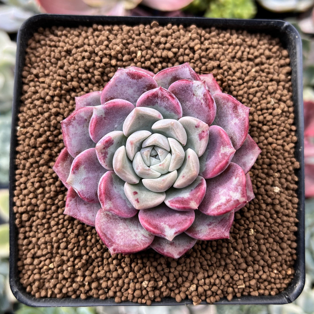 spotted succulent Echeveria 'Pink Spot' 2" Succulent Plant – True Succulents Plant Co
