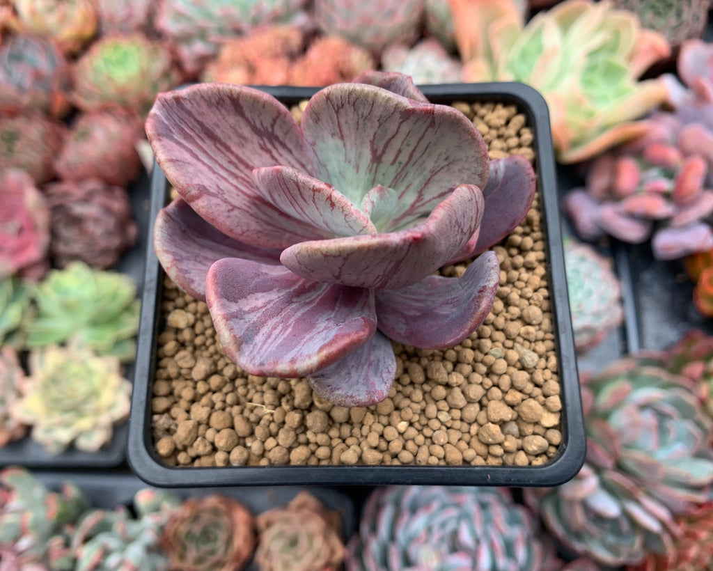 jocelyn's joy succulent Pachyveria 'Jocelyns Joy' Variegated 2" Cutting Succulent Plant