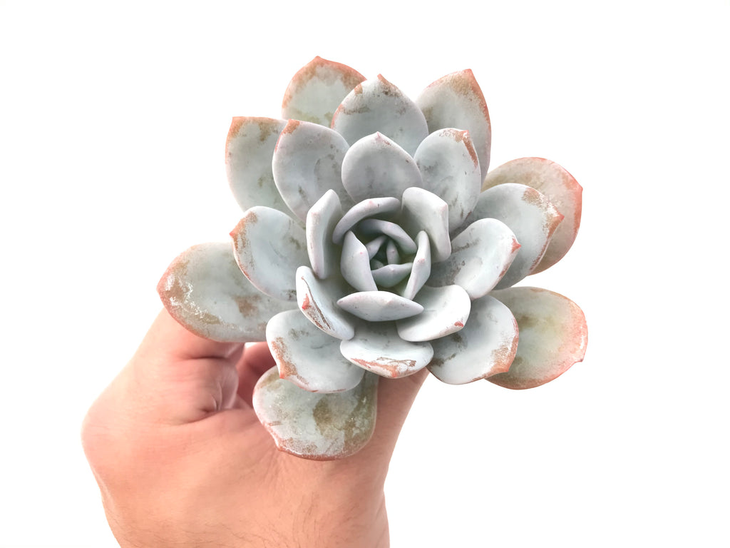 succulent that looks like a hand Echeveria 'Laui’ 3
