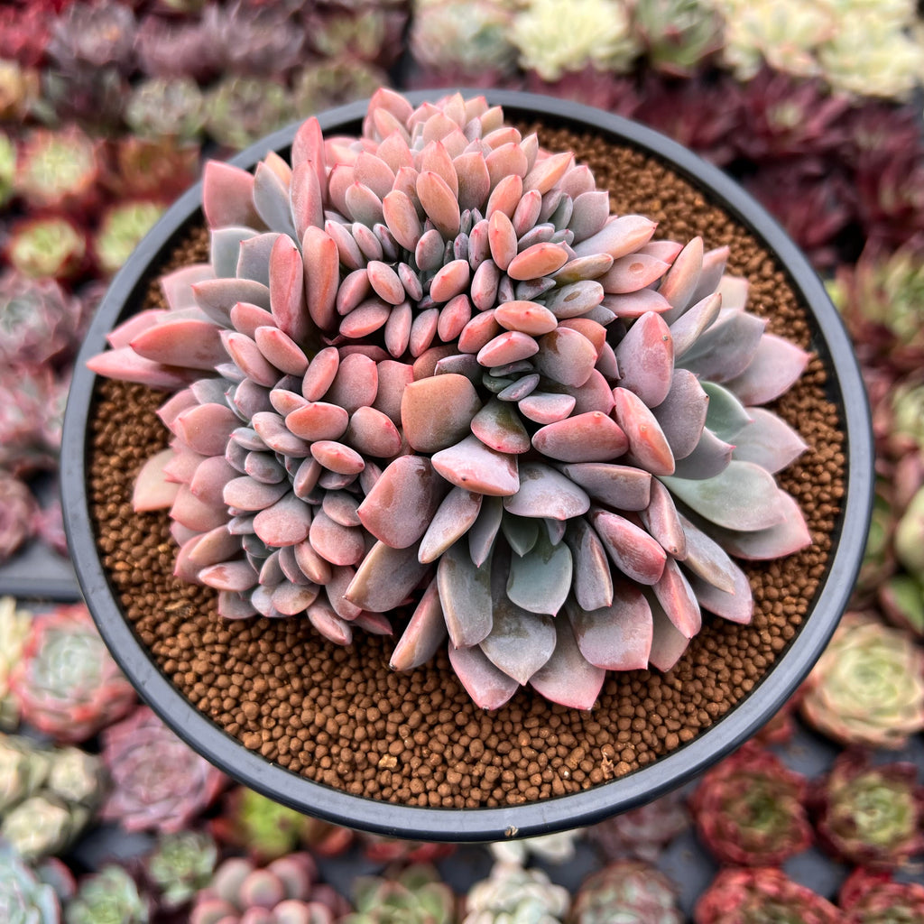 debbie succulent Graptoveria 'Debbie' Crested 4" Succulent Plant