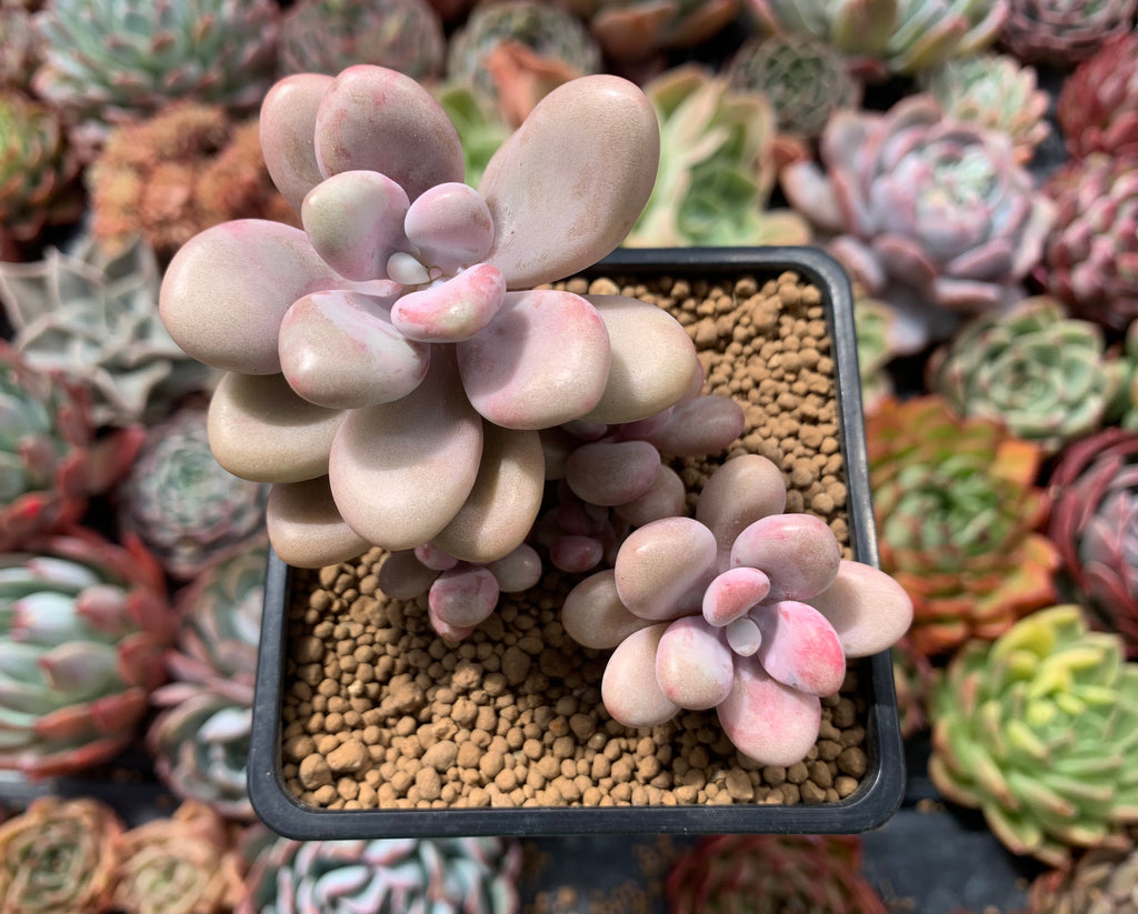 amethystinum succulents Graptopetalum 'Amethystinum’ 2” Succulent Plant