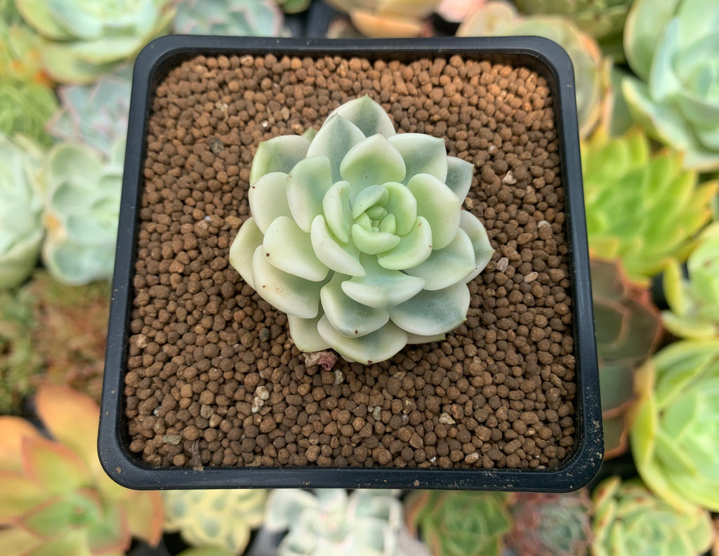 Echeveria 'Tinkerbell' Variegated 2