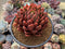 Echeveria Agavoides 'Prolifera' Hybrid 4" Succulent Plant