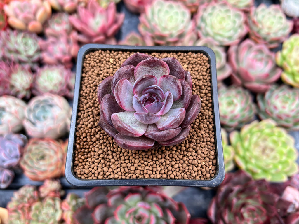 Echeveria 'Odette' 2" New Hybrid Succulent Plant  True Succulents Plant Co.