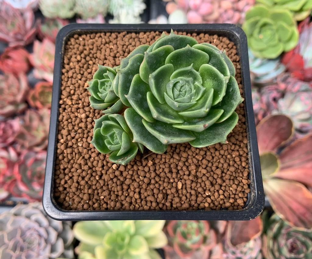 Echeveria 'Longissima' Round-leaf 1