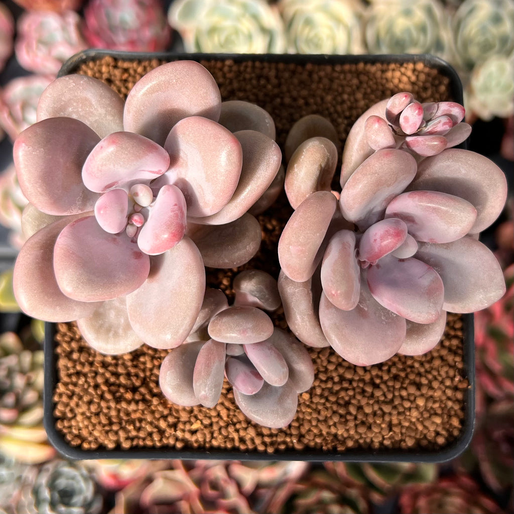 amethystinum succulents Graptopetalum 'Amethystinum' 3” Cluster Succulent Plant – True Succulents Plant Co