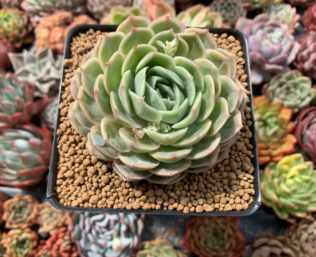 onslow succulent Echeveria 'Onslow' 3"-4" Succulent Plant – True Succulents Plant Co