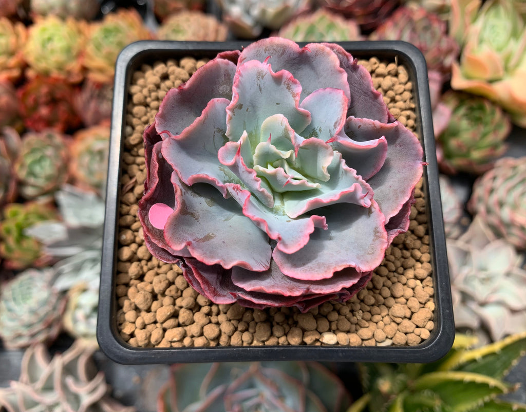 succulents australia sales Echeveria 'Audrey Fair' 2" Succulent Plant