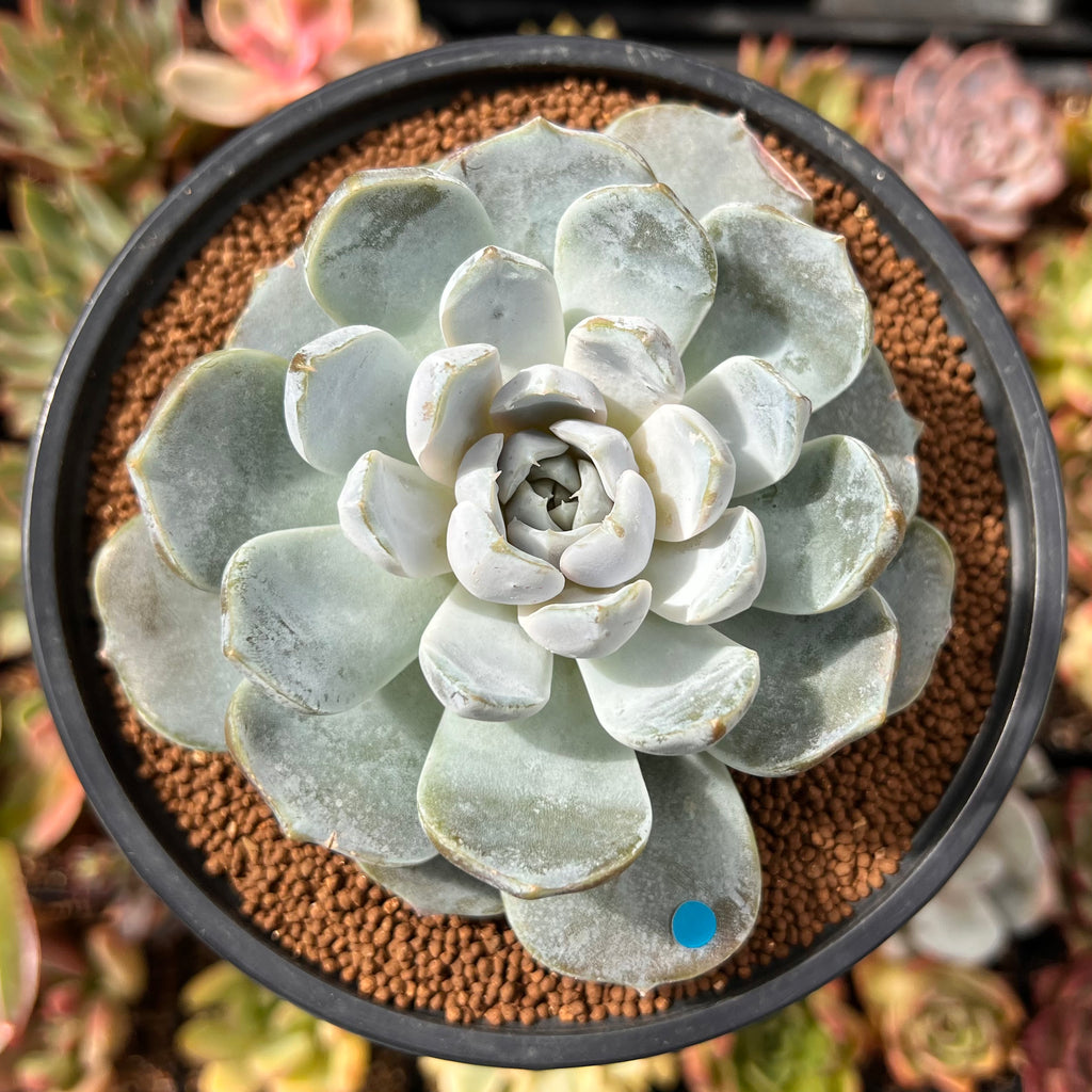 Echeveria 'Snow Bunny' 4
