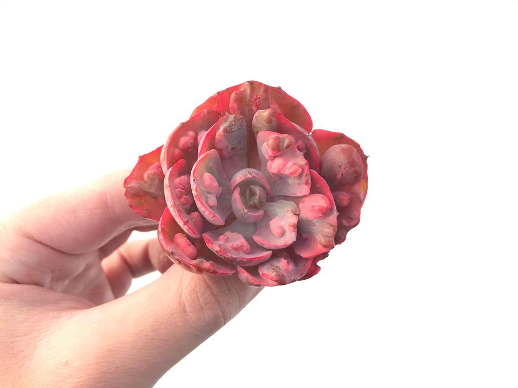 Echeveria 'Beyonce' Hearts Delight Variegated 3" Rare Succulent Plant True Succulents Plant Co.