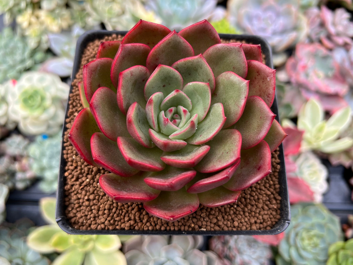 Echeveria Agavoides 'Red Fantasy' 3" Succulent Plant