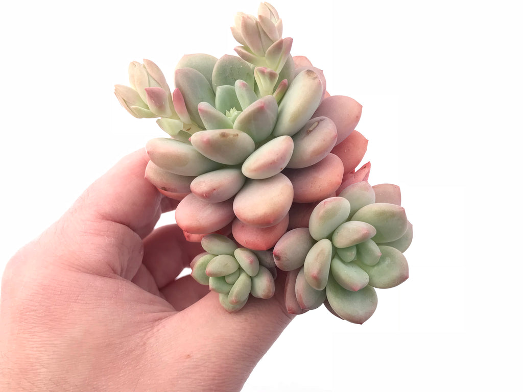 洋書 ECHEVERIA CULTIVARS 図鑑 洋書 ECHEVERIA CULTIVARS 図鑑