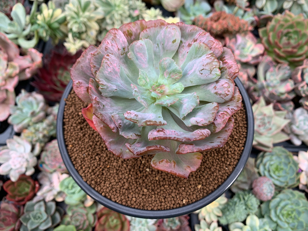 Echeveria 'Hearts Delight' Variegated (Not quite E. 'Beyonce') 3"4" S True Succulents Plant Co.