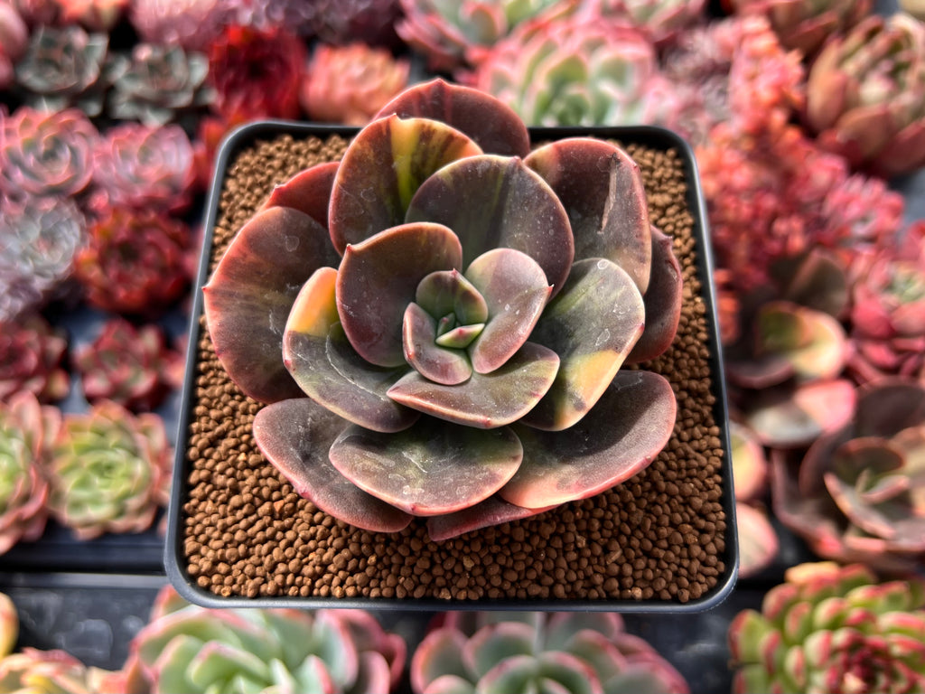 Echeveria 'Blue Metal' Variegated 3