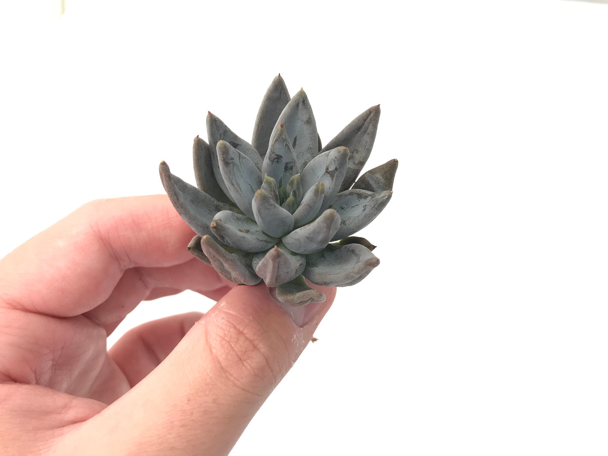 Echeveria 'Unguiculata' 1"-2" Rare Succulent Plant