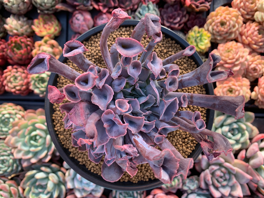 trumpet pinky succulent Echeveria 'Trumpet Pinky' 5" Large Succulent Plant – True Succulents Plant  Co