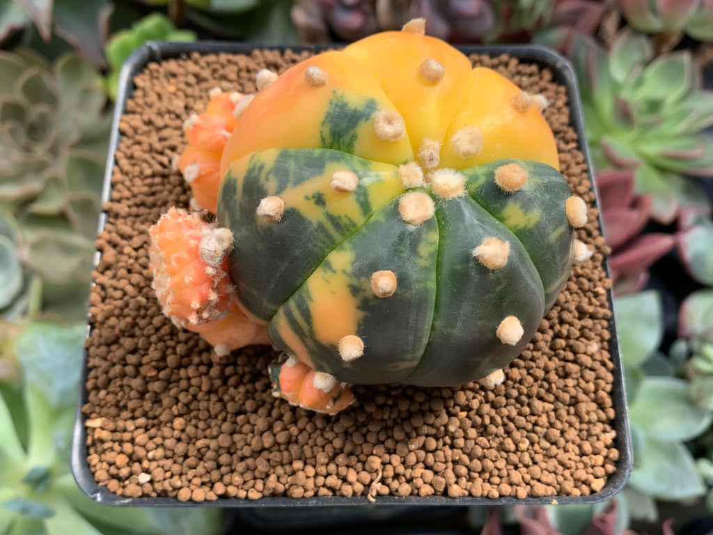 Astrophytum Asterias Variegated 3” Plant *NO ROOTS* – True Succulents Plant  Co