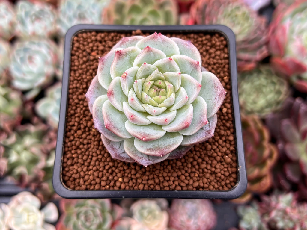 velvet succulent Echeveria 'Red Velvet' 1"-2" Succulent Plant – True Succulents Plant Co