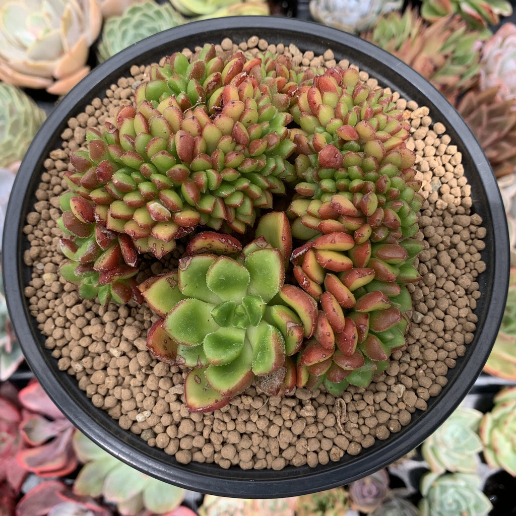 fantasia clair succulent Cremneria 'Chubbs' Crested (Cremnophila linguifolia x Echeveria setosa var.  ciliata) 3" Succulent Plant