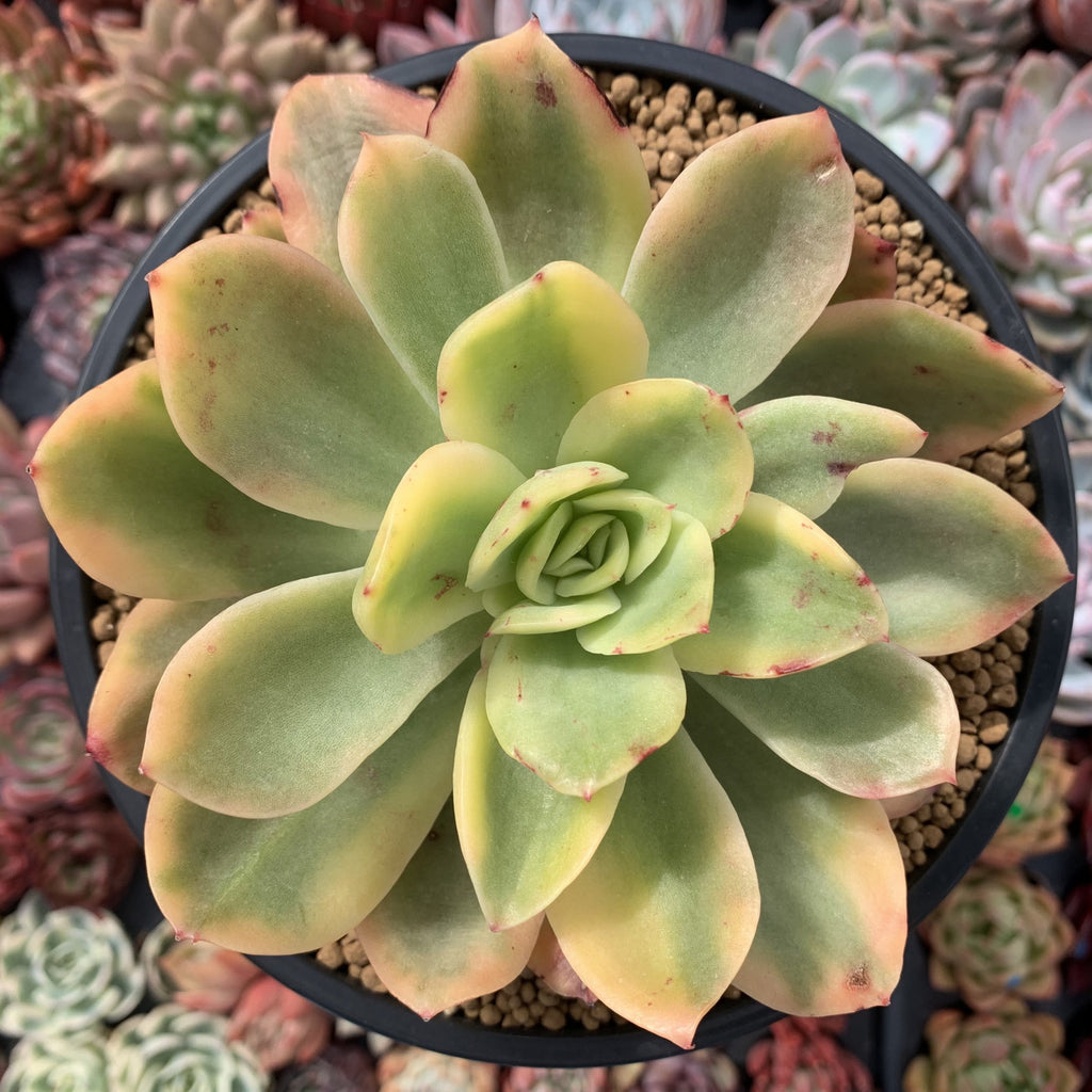 beautiful succulent plants Echeveria Nodulosa - beautiful succulent