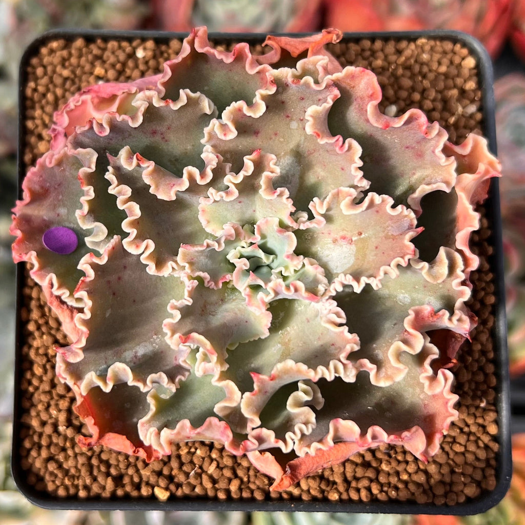 blue curls succulent Echeveria 'Blue Curls' 2"-3" Succulent Plant – True Succulents Plant Co