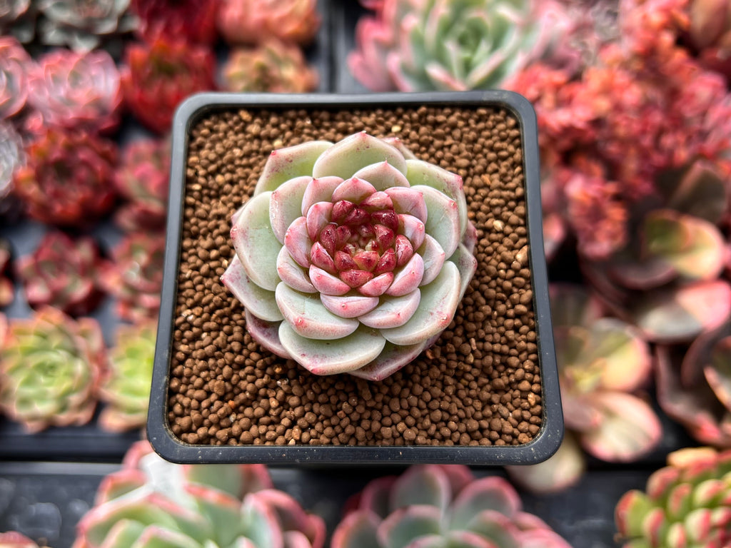 red velvet succulent Echeveria 'Red Velvet' 2" Succulent Plant