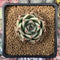 Echeveria Agavoides 'Kobane' 1"-2" Succulent Plant