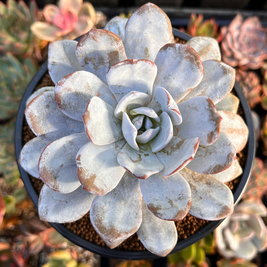 Echeveria Laui 3