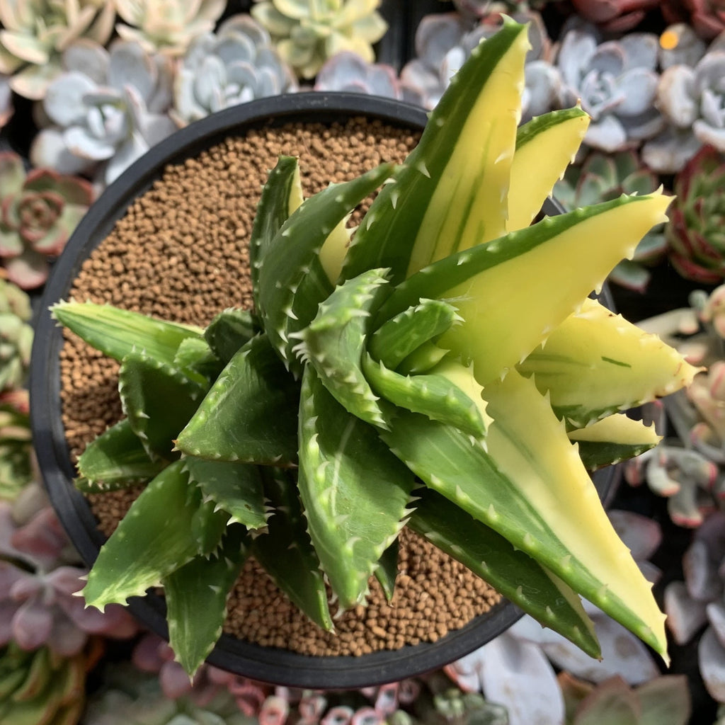 Aloe 'Nobilis' Variegated 5