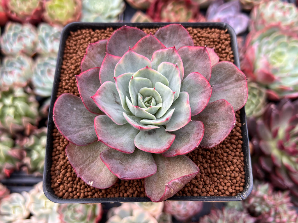 echeveria cante succulent Echeveria 'Blue Cante' Variegated 3" Succulent Plant