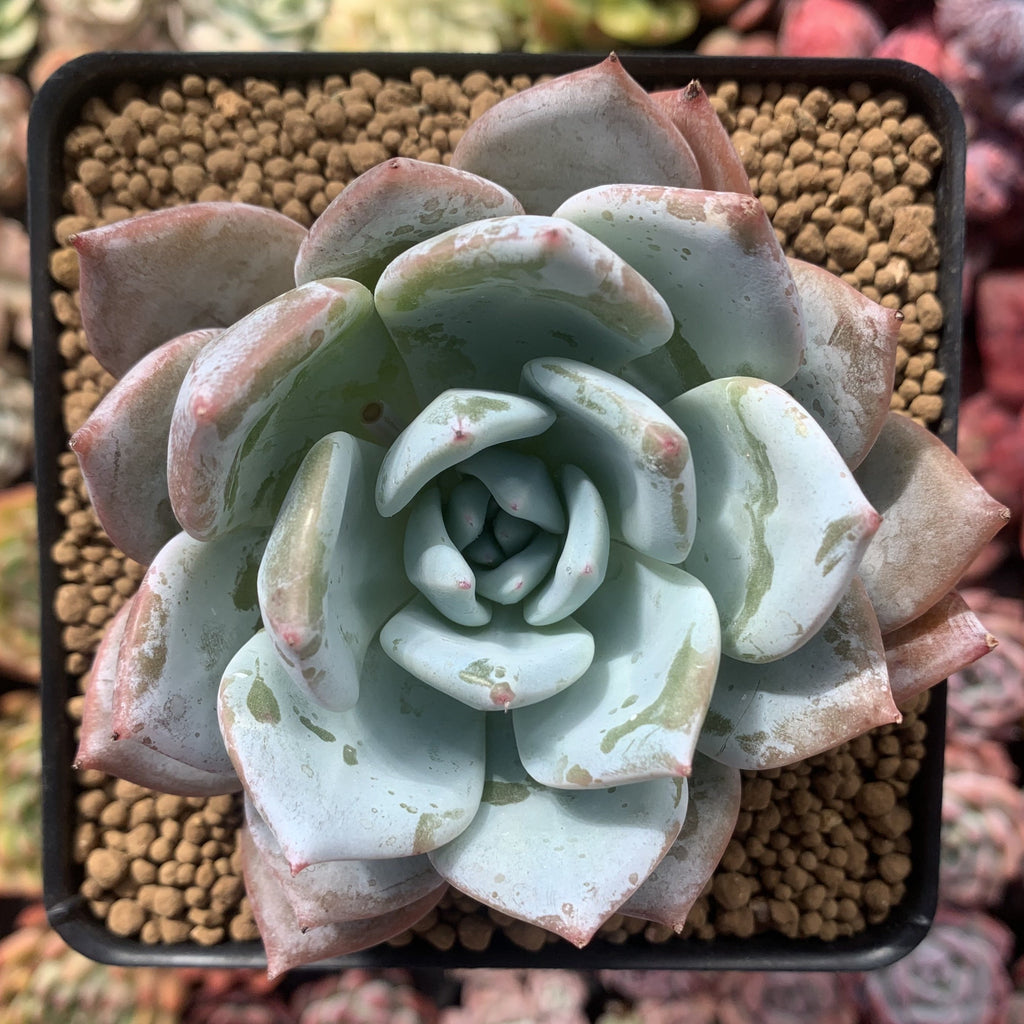 Echeveria 'Mexican giant錦　多肉植物 image_b0e57bd4-08a6-4422-a4e6-
