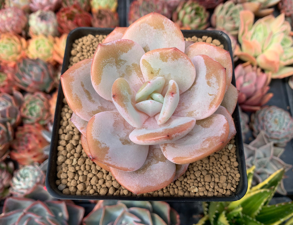 etsy succulent Echeveria 'Cream Tea' 3"-4" Powdery Succulent Plant – True Succulents Plant Co