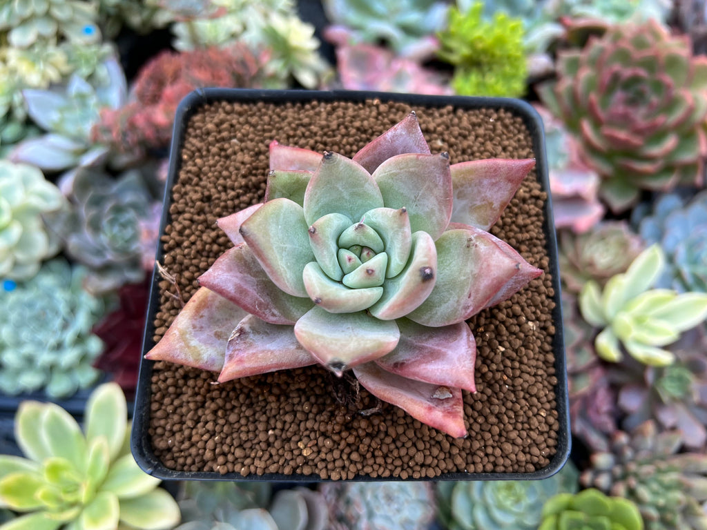 mexican succulent plant Echeveria 'Mexican Giant' 2" Succulent Plant – True Succulents Plant Co