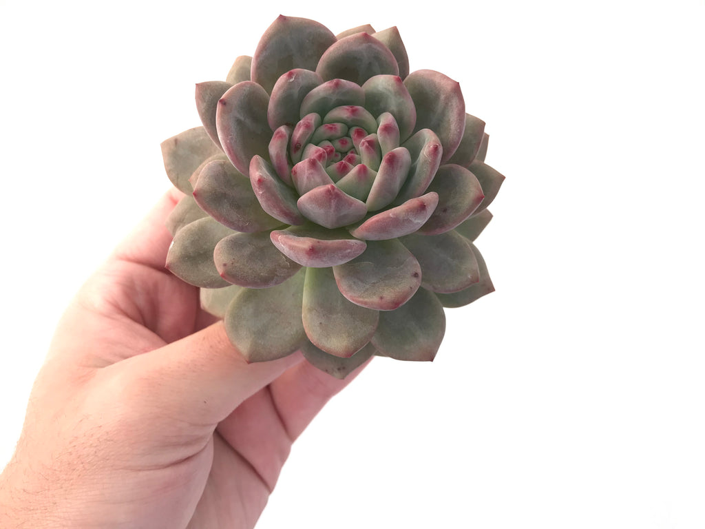Echeveria 'Ariel' Large 4