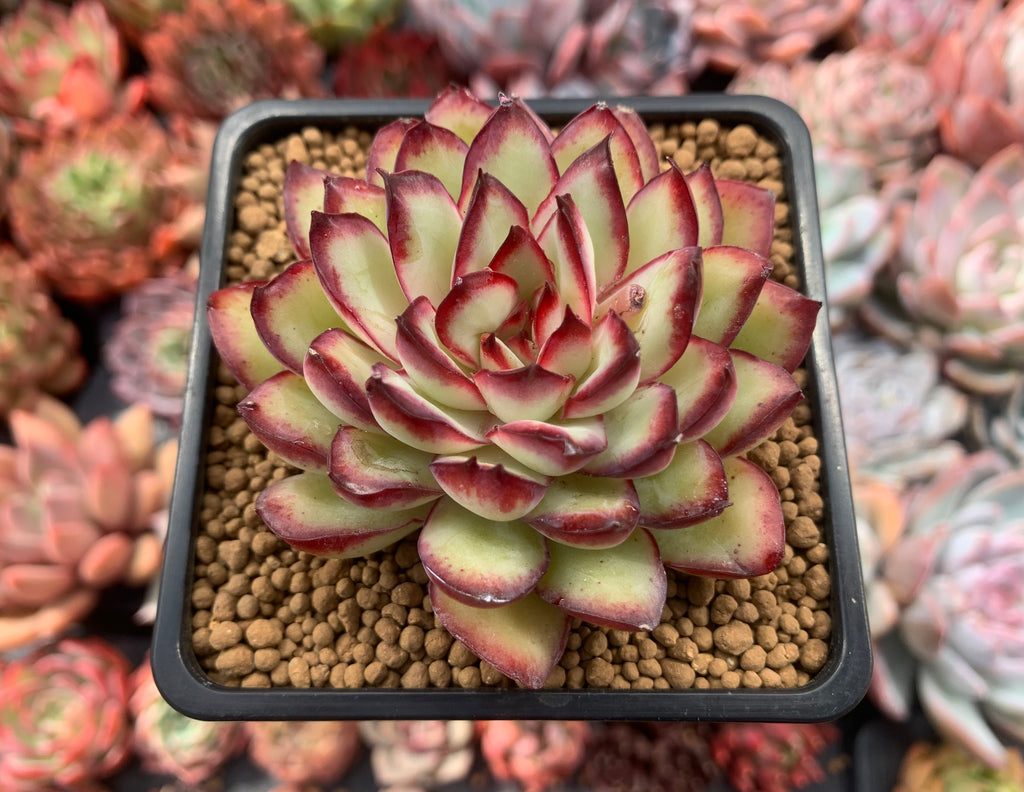 succulents in mexico Echeveria 'Mexican Pulidonis' 3" Succulent Plant – True Succulents Plant Co
