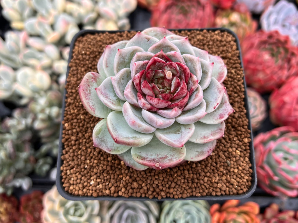 red velvet succulent Echeveria 'Red Velvet' 3" Succulent Plant – True Succulents Plant Co